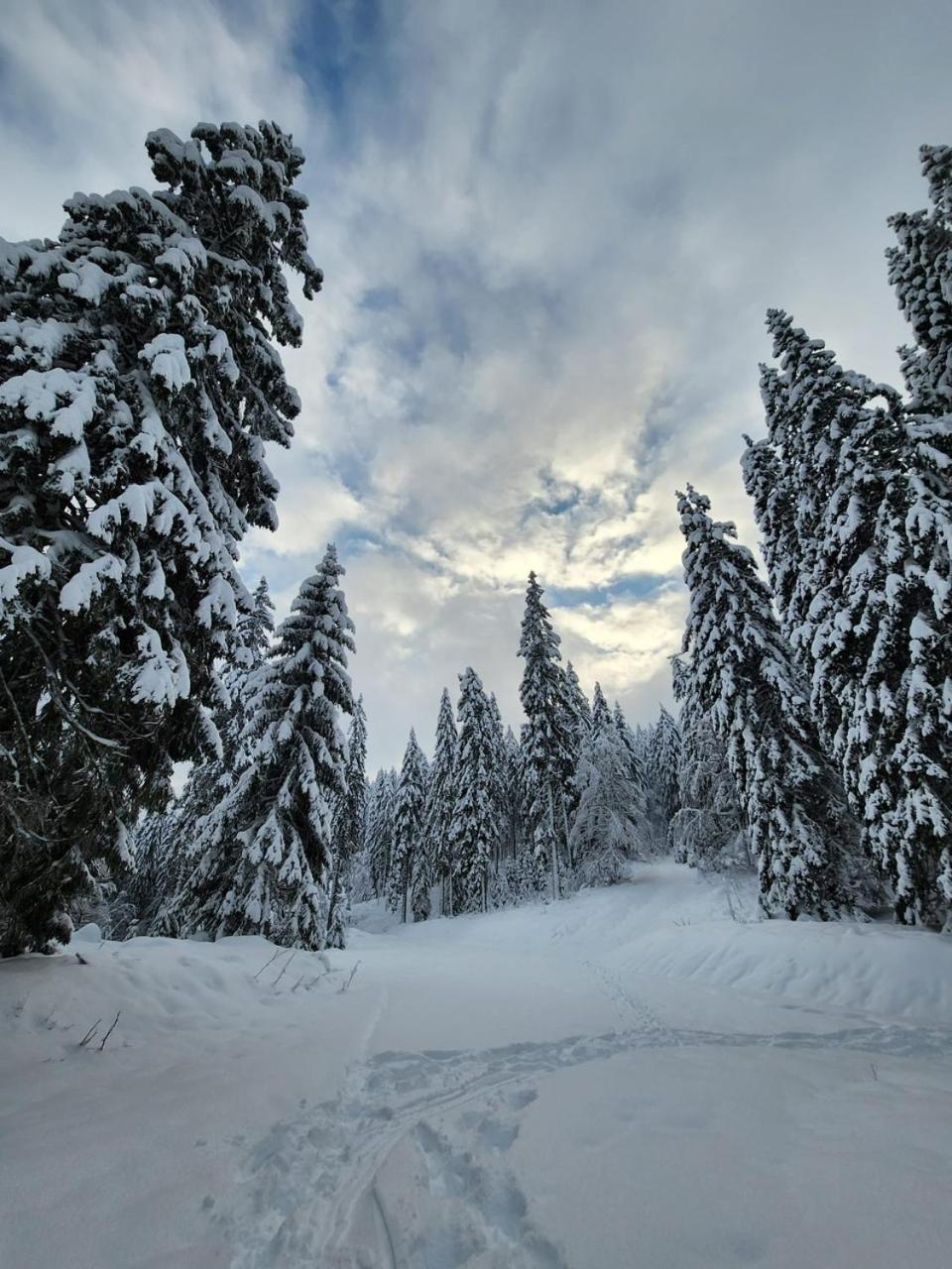 Hotel Hirschen Menzenschwand-Hinterdorf Exteriör bild